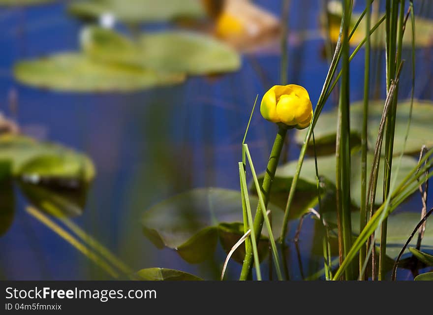 Yellow Flower on Alpine Lake. Yellow Flower on Alpine Lake