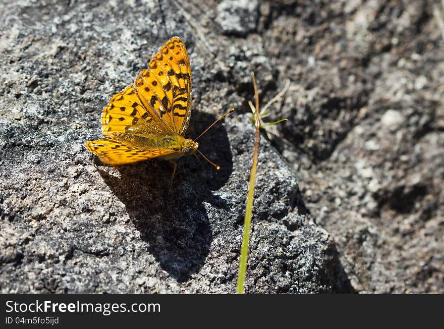 Orange Butterfly on Rocky Background