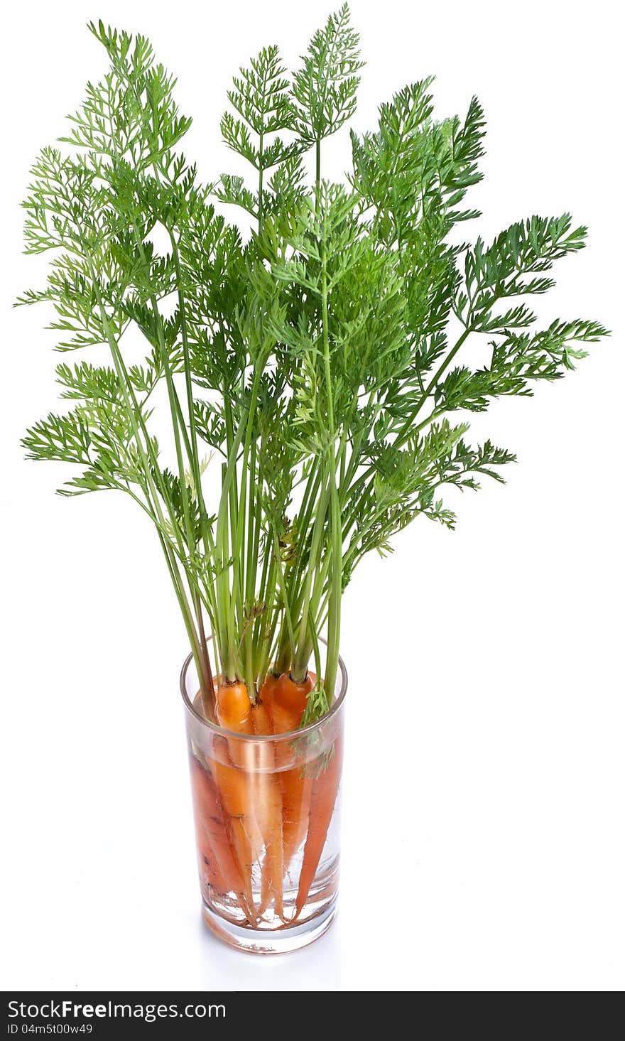 Carrots with leaves standing in a glass of water. Iimage on white background.