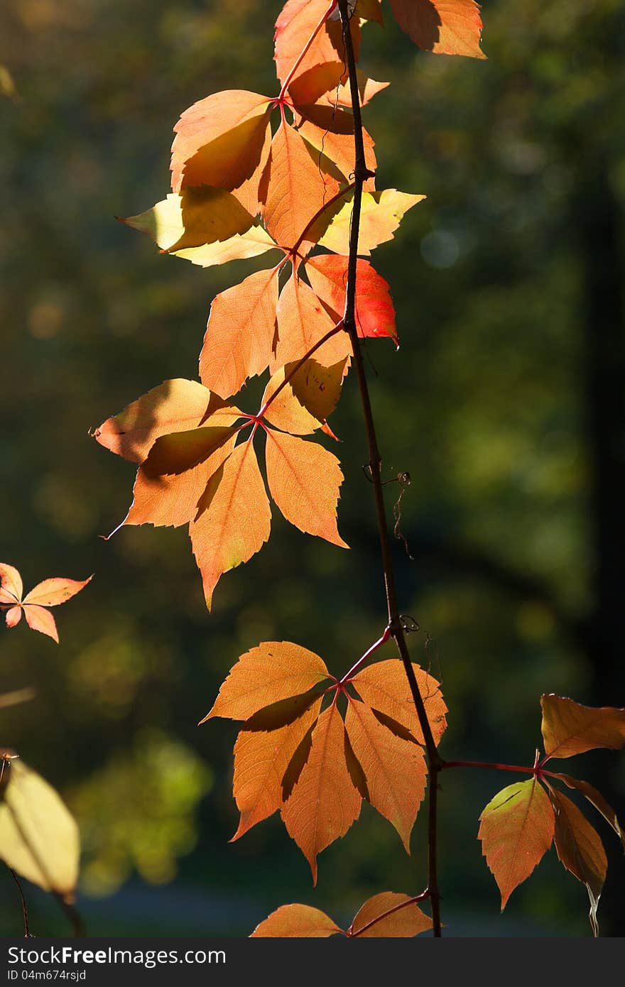 Golden Leaves