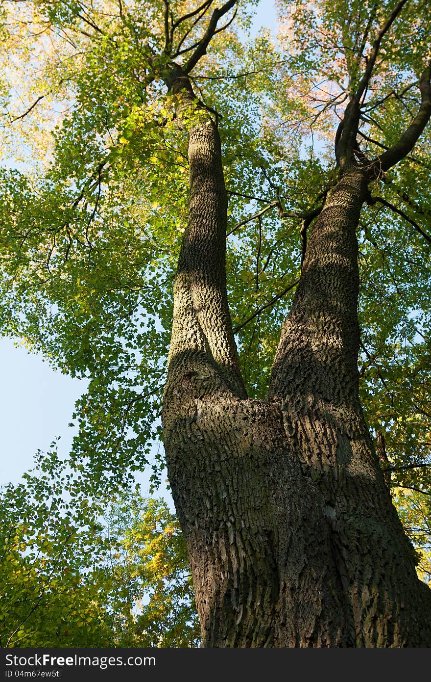 Photographed tree trunk of a maple tree from below. Photographed tree trunk of a maple tree from below