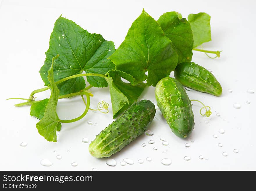 Cucumber with leaves and water drops closeup on white background. Cucumber with leaves and water drops closeup on white background