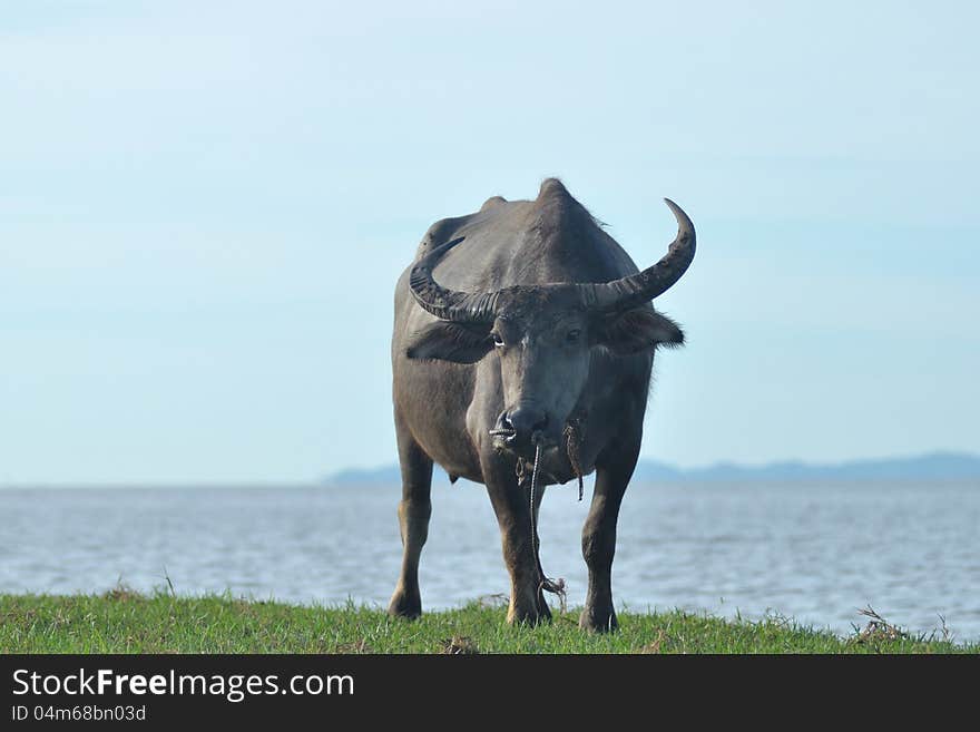 Water buffalo eating grass in a field.