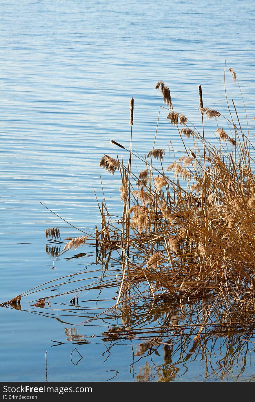 Spring Reed