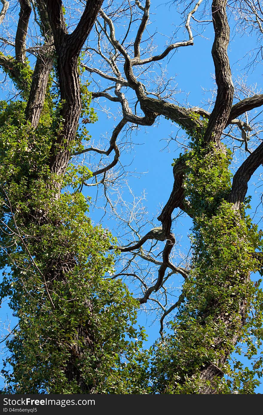 Tree overgrown with green ivy. Tree overgrown with green ivy