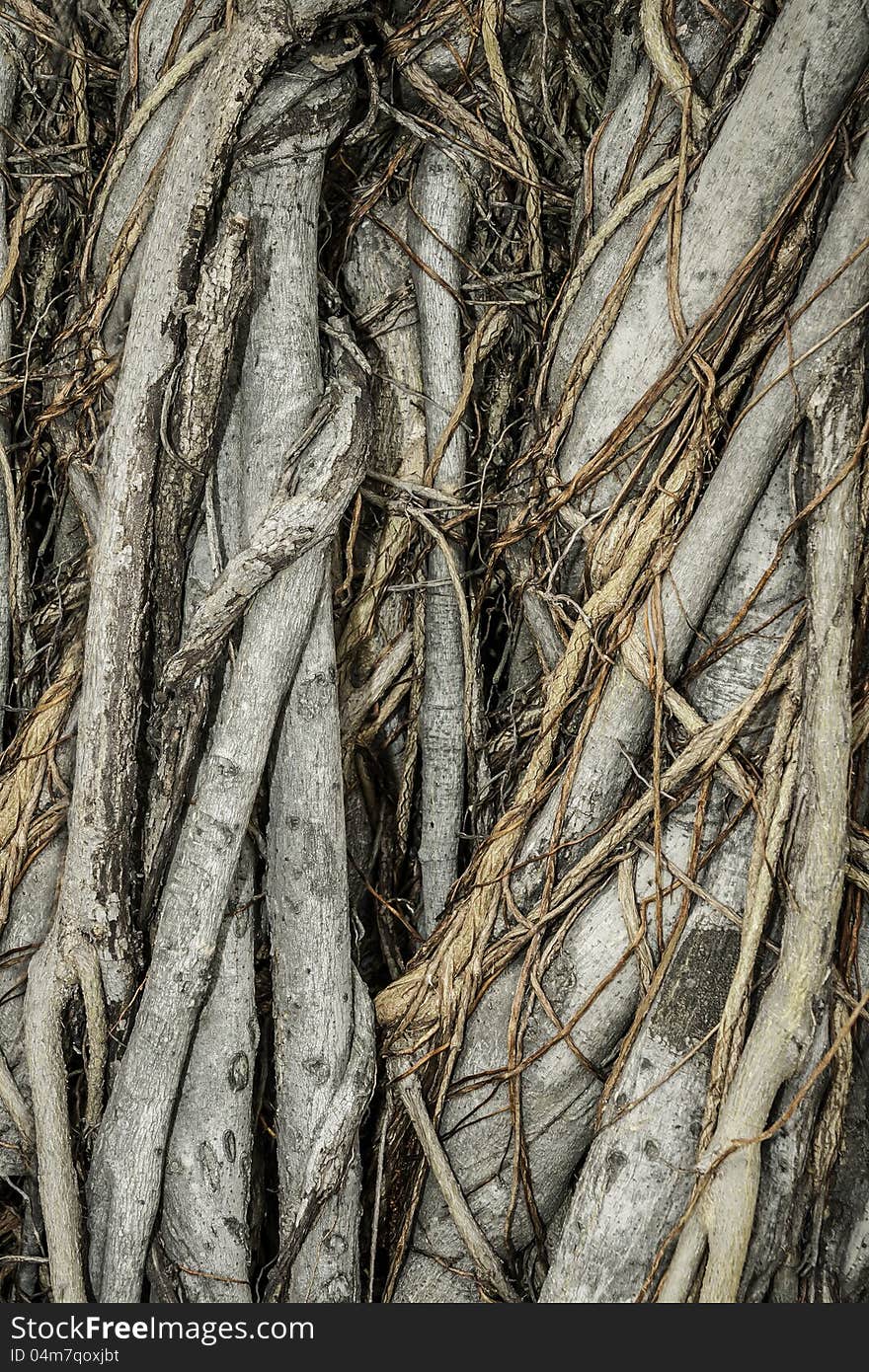 Close-up of parasite tree