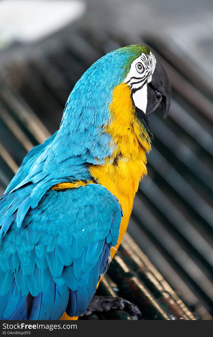 Portrait macaw parrot