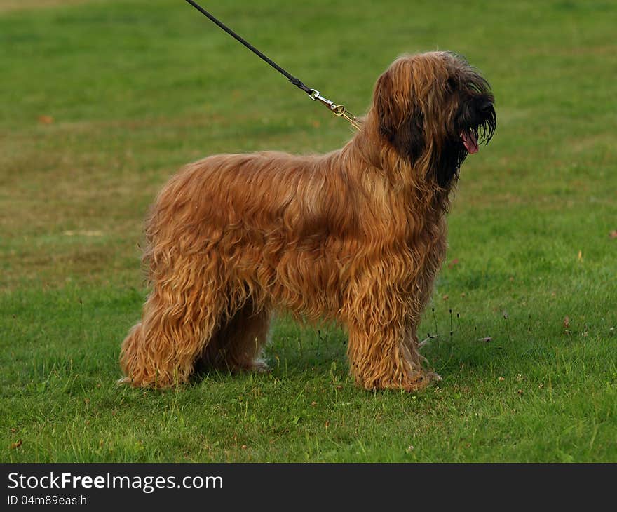 Portrait of young briard in stand. Portrait of young briard in stand.