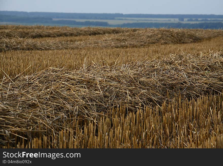 Mowed straw on the field