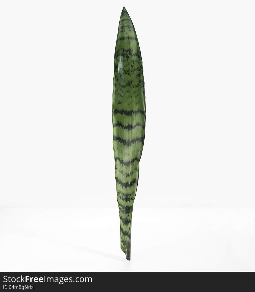 Sansevieria Trifasciata