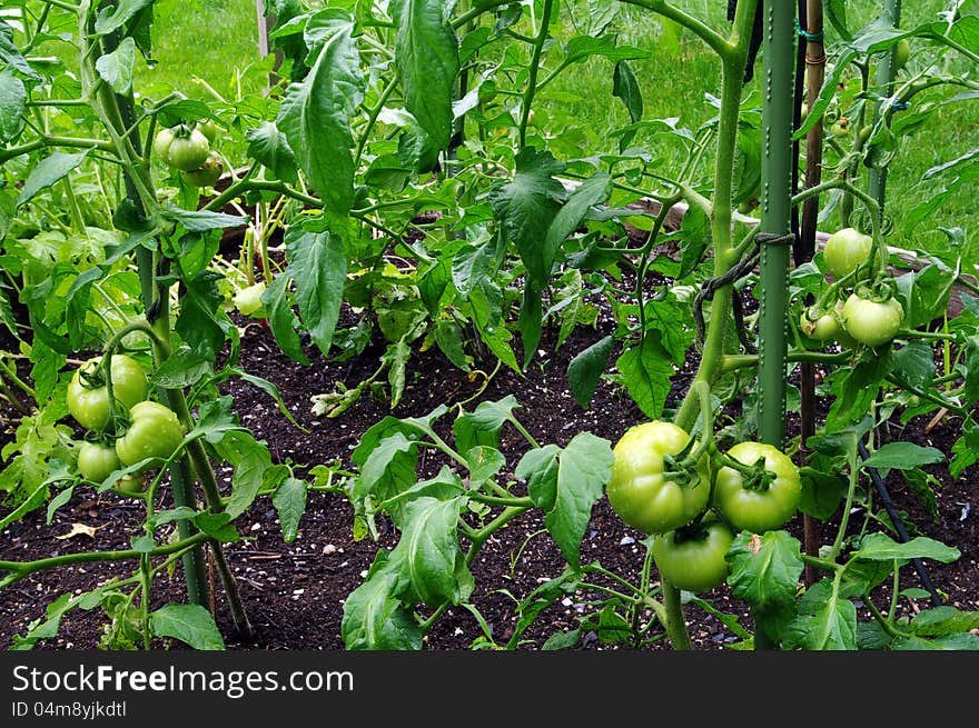 Green Tomatoes on the vine