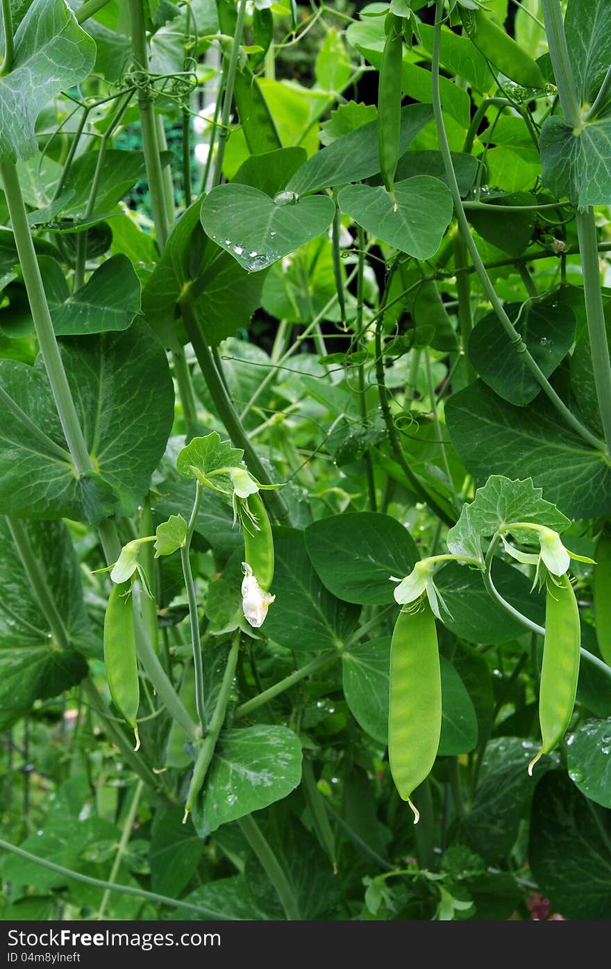 Pea pods growing on the vine. Pea pods growing on the vine