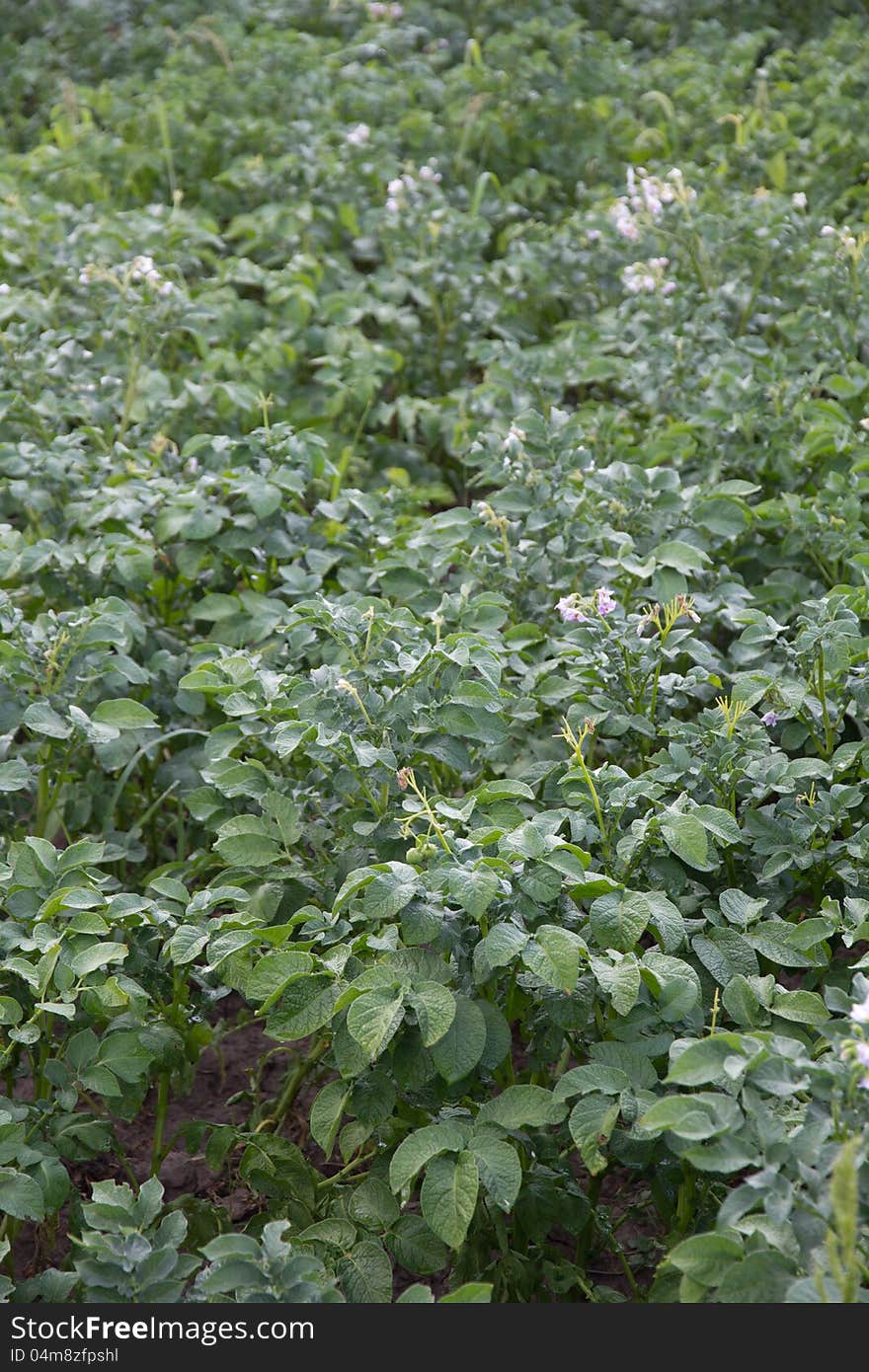 Leaves Of Potato