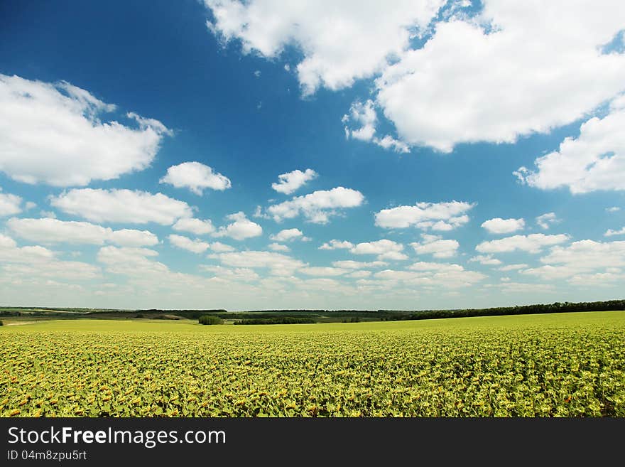 Blooming Sunflowers