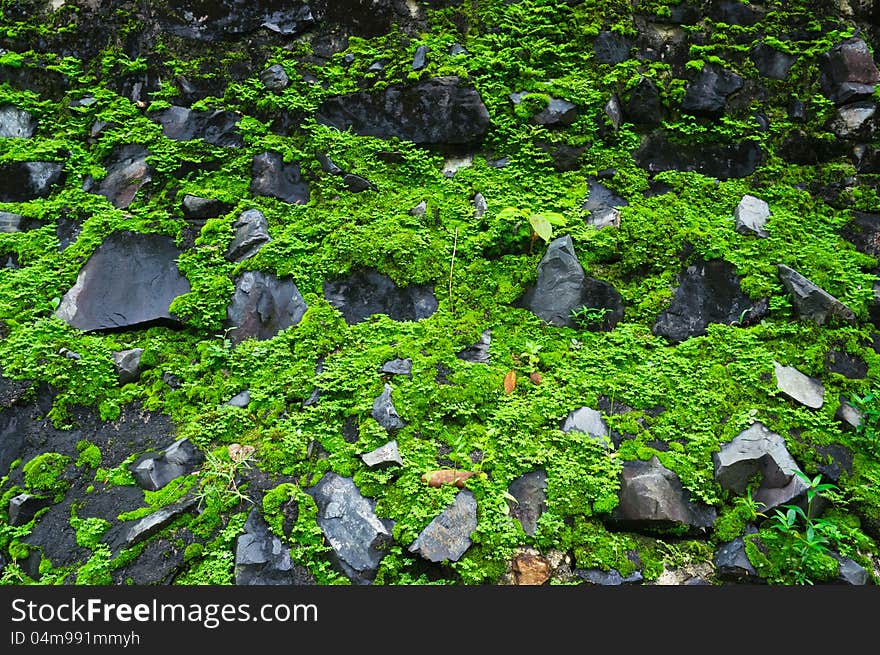 Green Moss Background