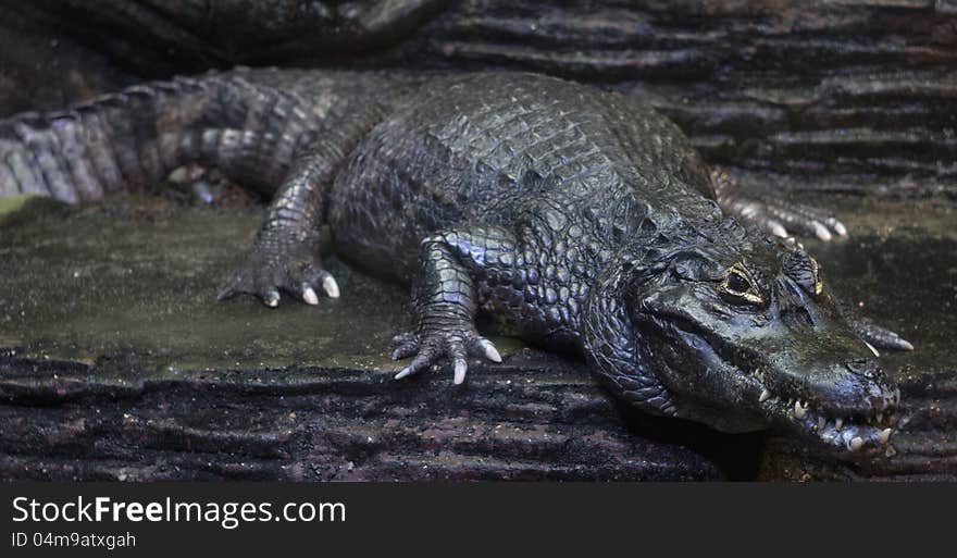 Crocodile waiting a prey