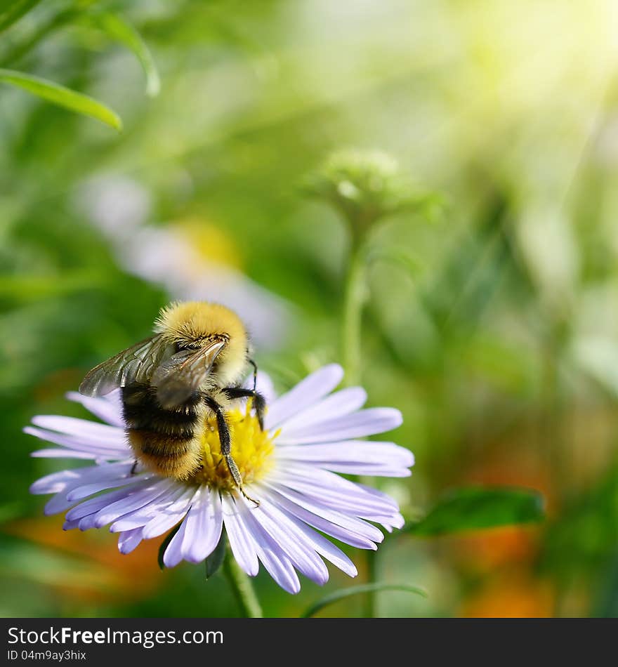 Bee on Chamomile Collecting Nectar or Honey