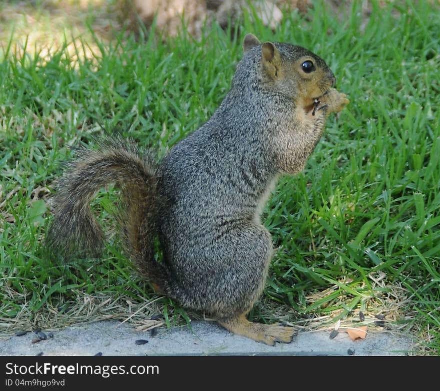 A perky grey squirrel sitting up eating seeds with his tailed curved. A perky grey squirrel sitting up eating seeds with his tailed curved