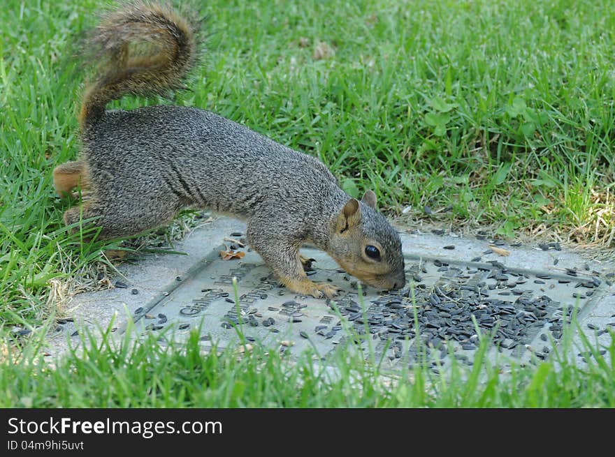 A small grey squirrel eating sunflower seeds off of the ground surrounded by lawn. A small grey squirrel eating sunflower seeds off of the ground surrounded by lawn