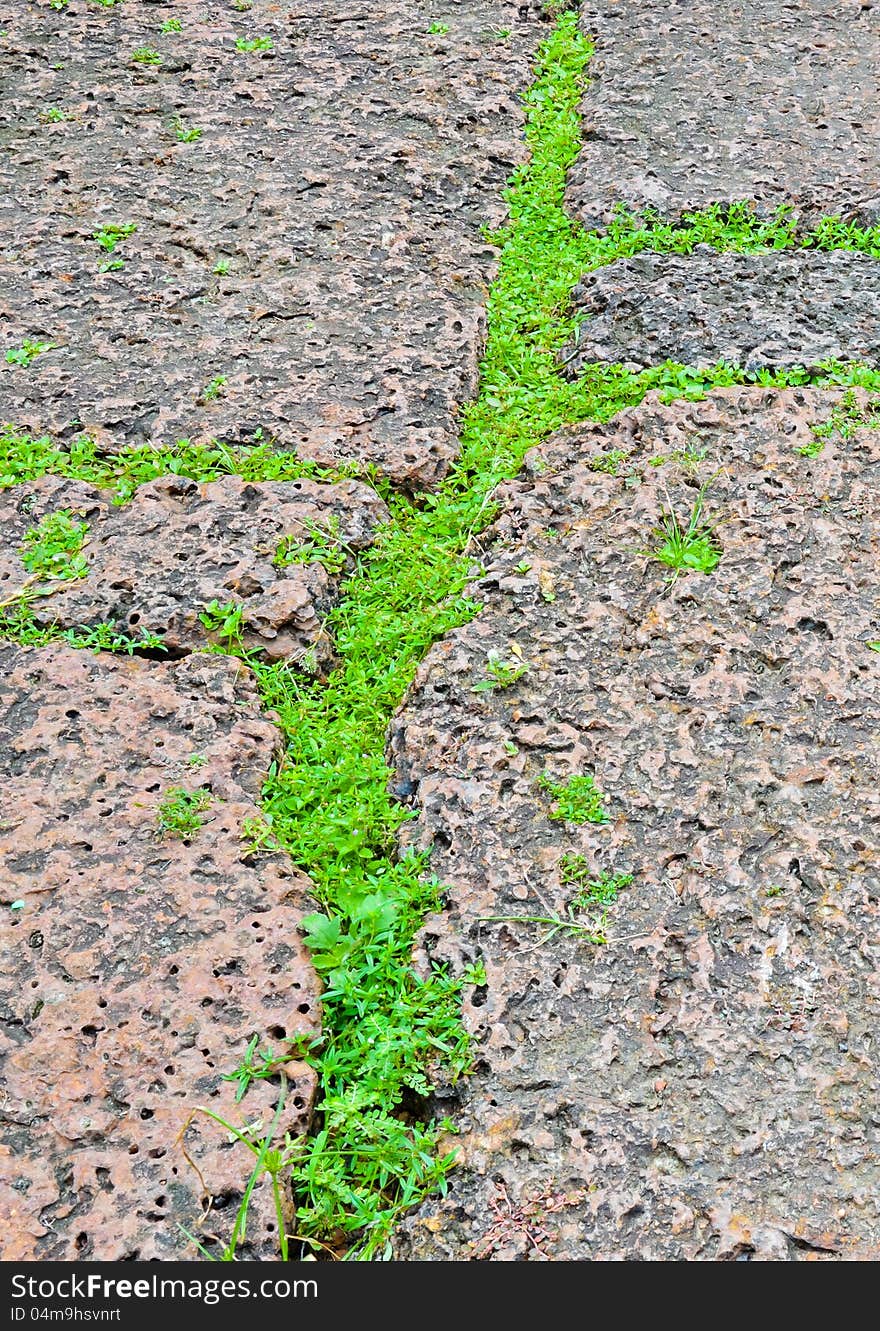 Green grasses on porous rock floor,line of grasses on stone floor.