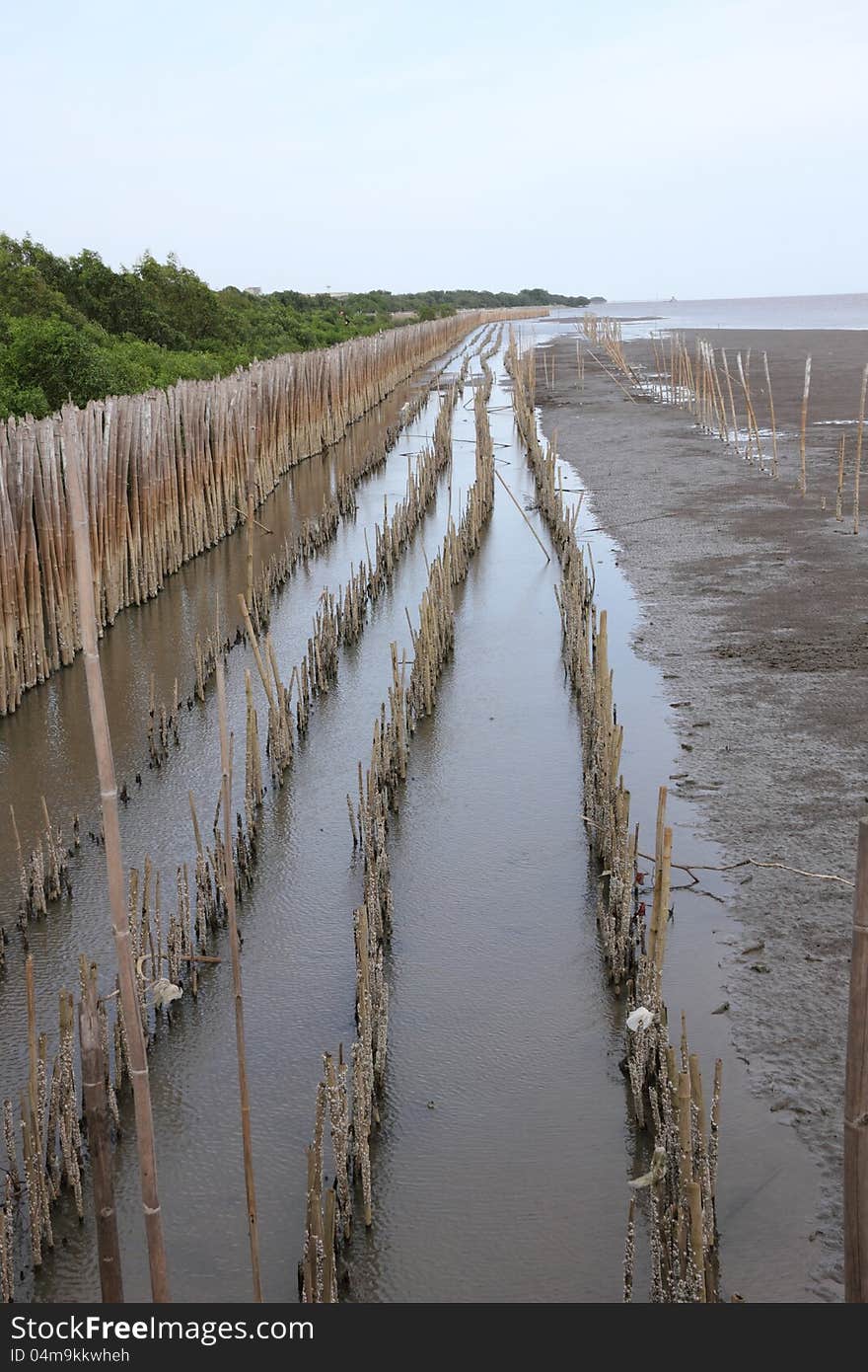 Bamboo fence to protect water erosion coast at Bangpoo, Samutprakarn, Thailand.