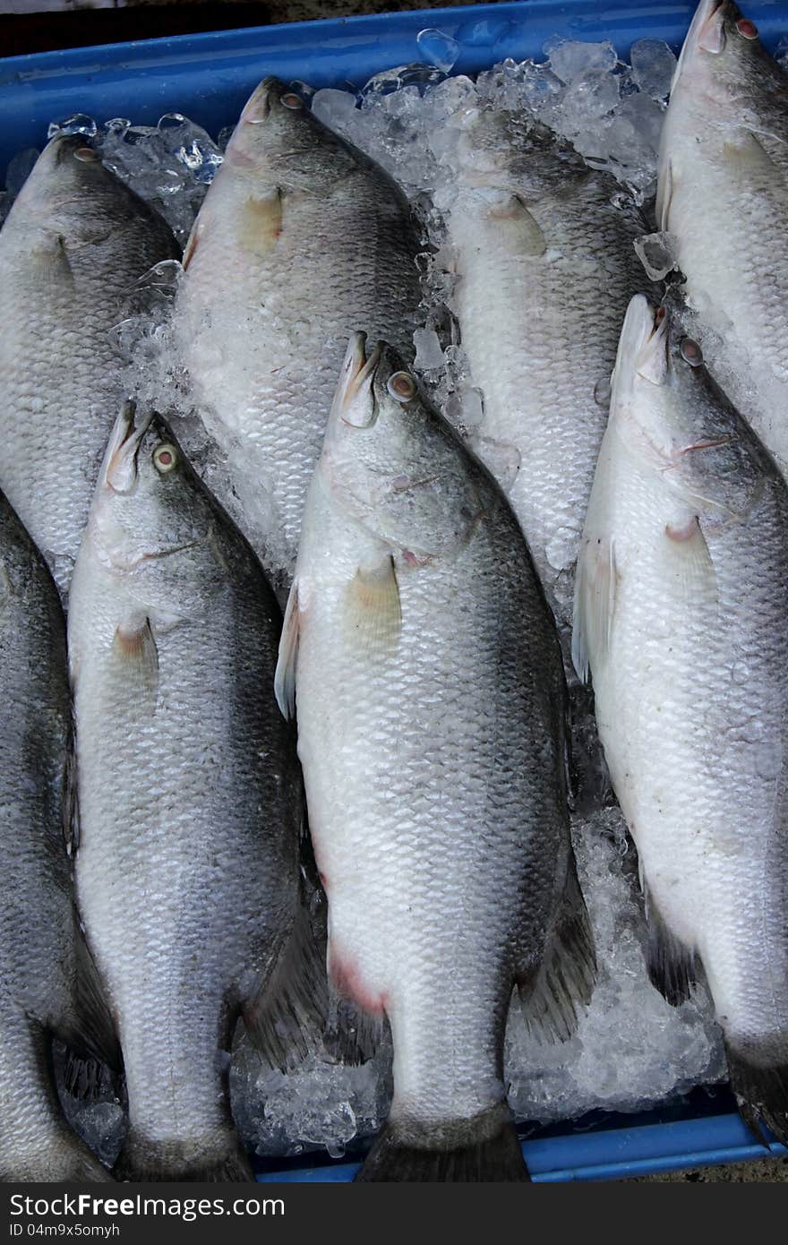 The Sea bass at the market on ice