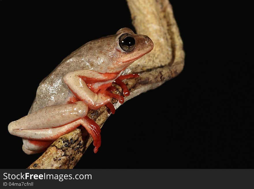 Tinker Reed Frog on tree