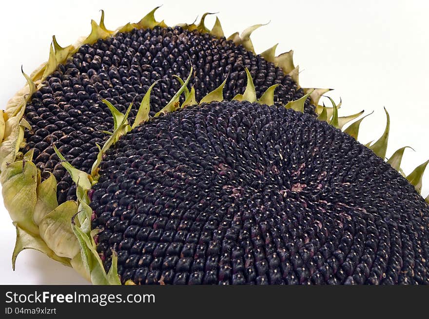 Two mature sunflowers isolated on a white background