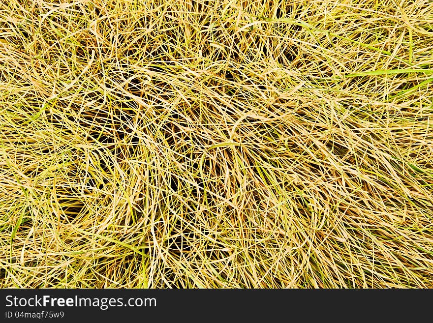 Dry grass texture full frame closeup