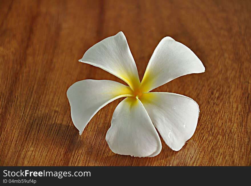 A white Frangipani flower on wooden desk