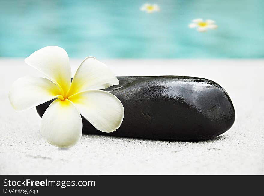 Frangipani flower and stone beside the pool