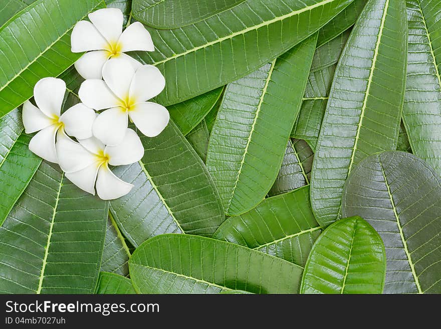 White frangipani flower