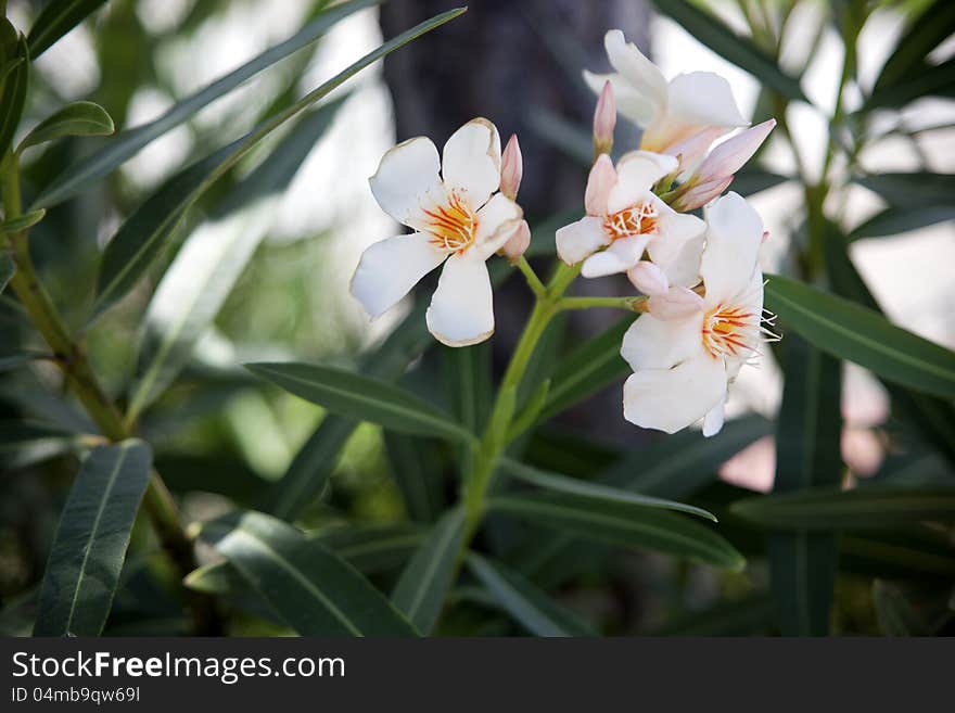 Close view of a white flower