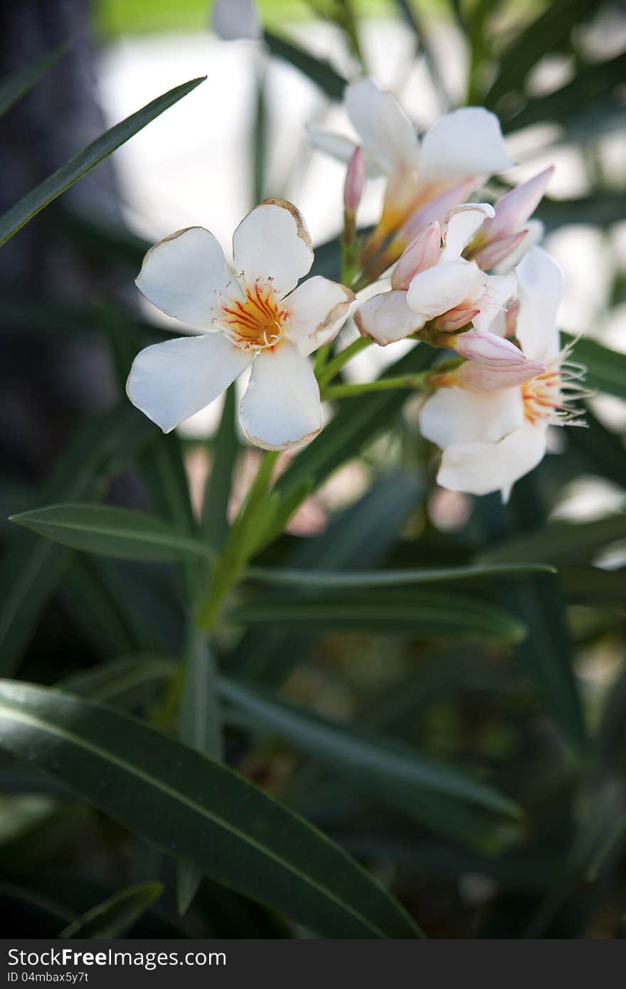 Close view of a white flower