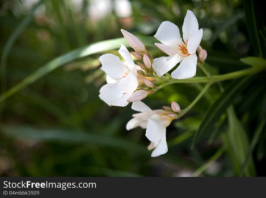 Close view of a white flower