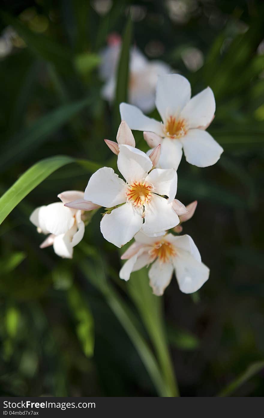 Close view of a white flower