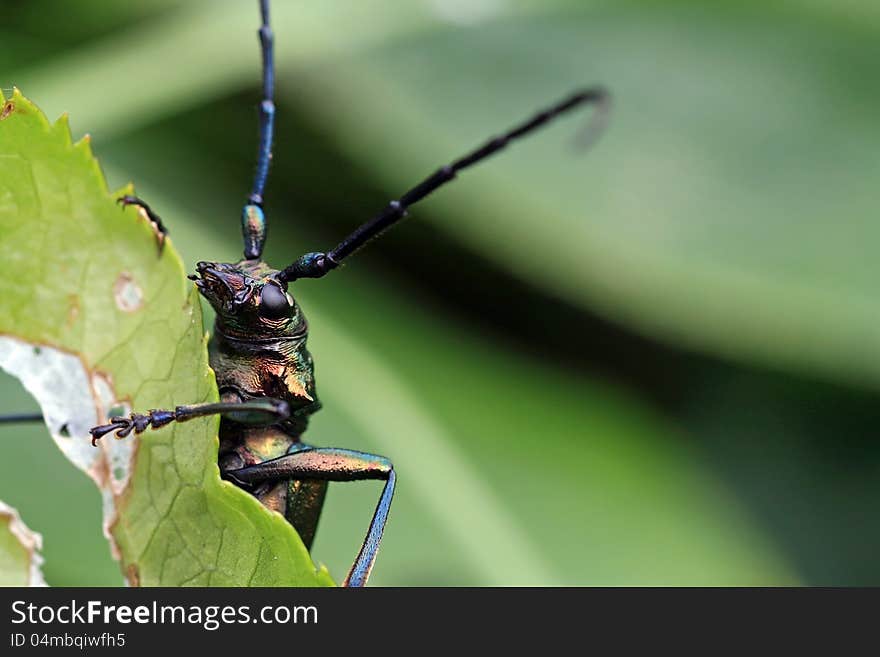 A big musk beetle with his gigantic feelers