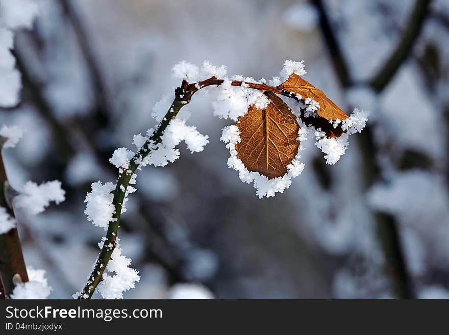 In a cold winter's day are rears up and plant with hoarfrost overcast. In a cold winter's day are rears up and plant with hoarfrost overcast