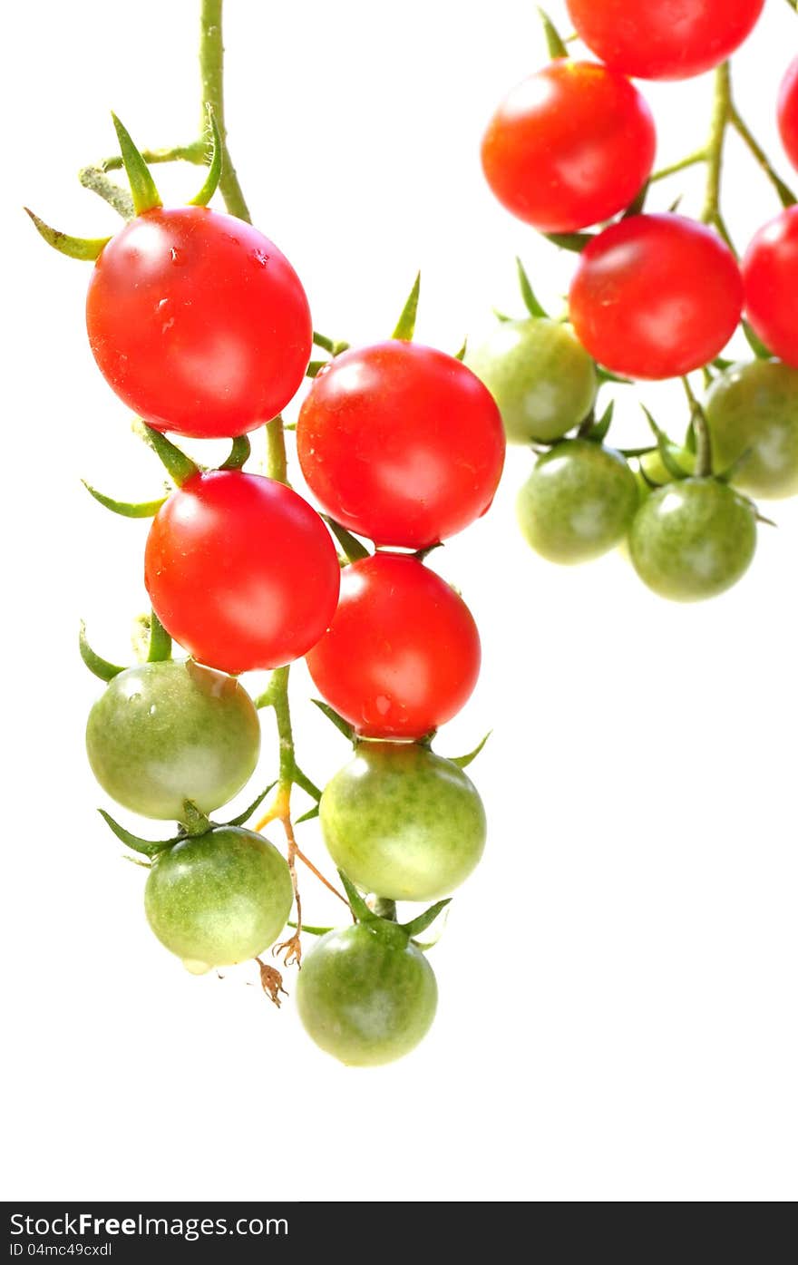 Fresh ripe and green cherry tomatoes on vine on white background