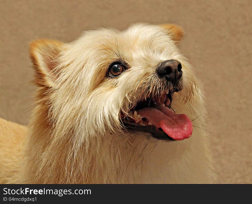 Photo of a gorgeous pedigree pomeranian small breed dog waiting for his treats!. Photo of a gorgeous pedigree pomeranian small breed dog waiting for his treats!