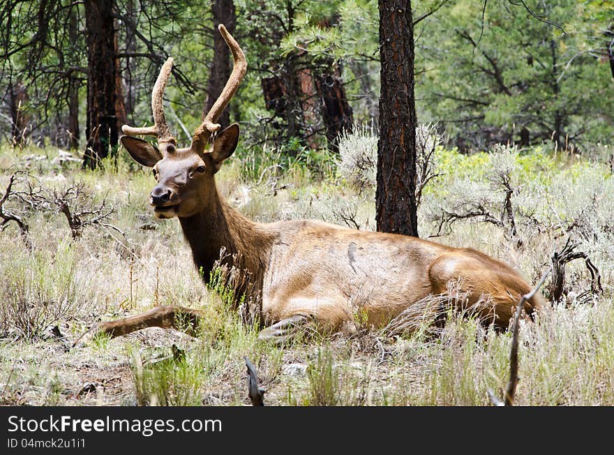 An Elk Relaxes Among Tall Grass