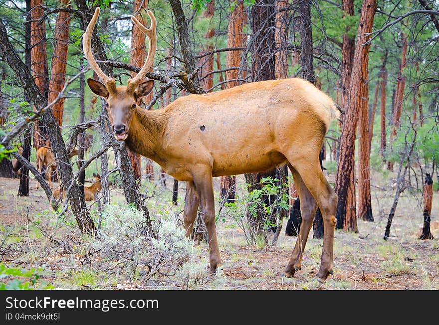 An elk eats some leaves from bushes in the forest. An elk eats some leaves from bushes in the forest.