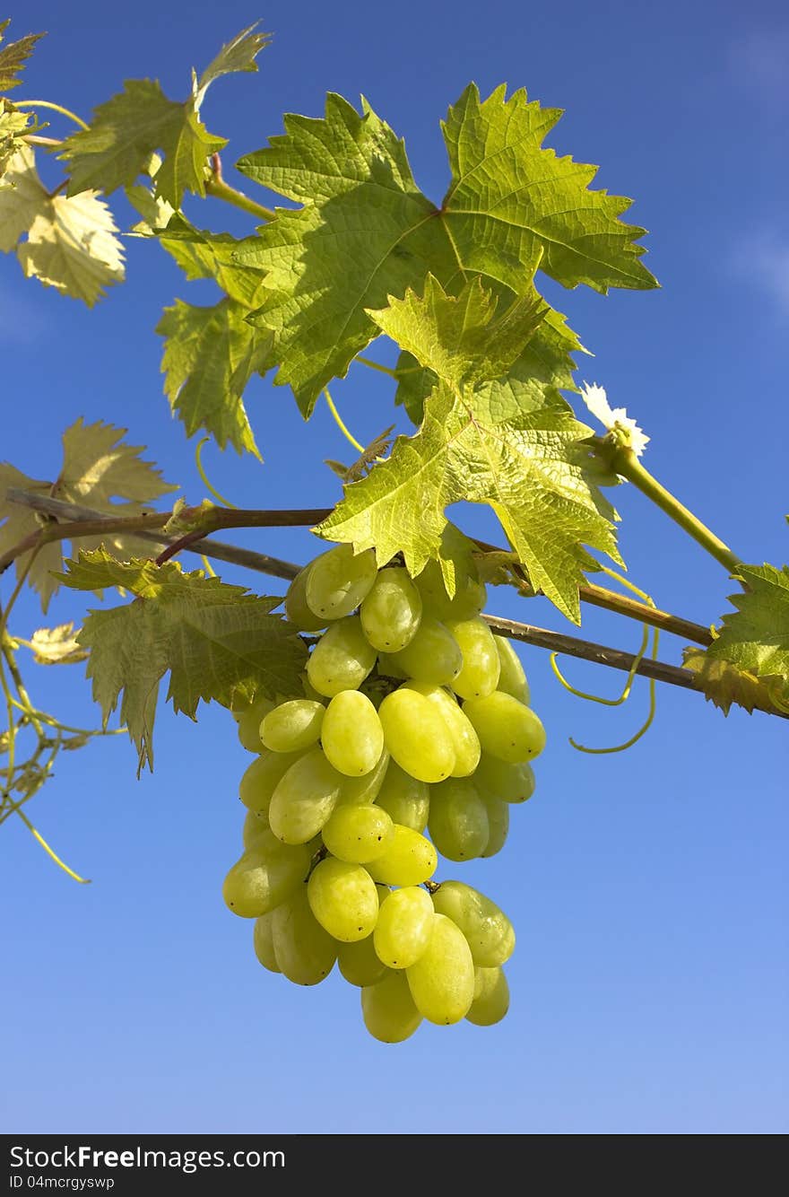 Closeup of a green bunch of grapes