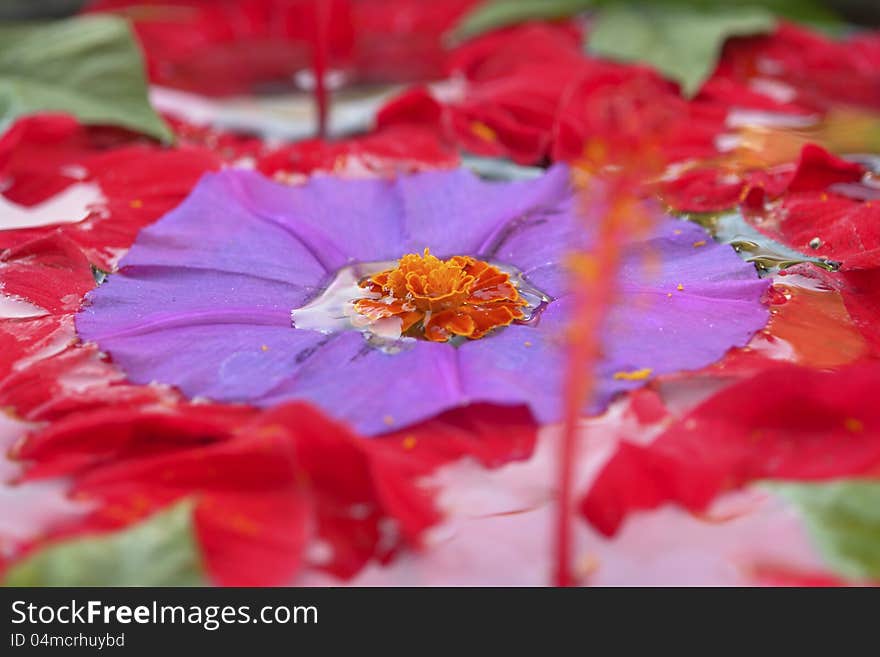 Water & Flowers close-up details