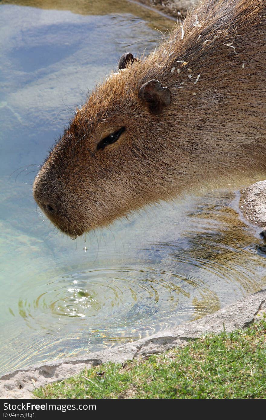 Large Aquatic Rodent Drinking From A Pool Of Water. Large Aquatic Rodent Drinking From A Pool Of Water