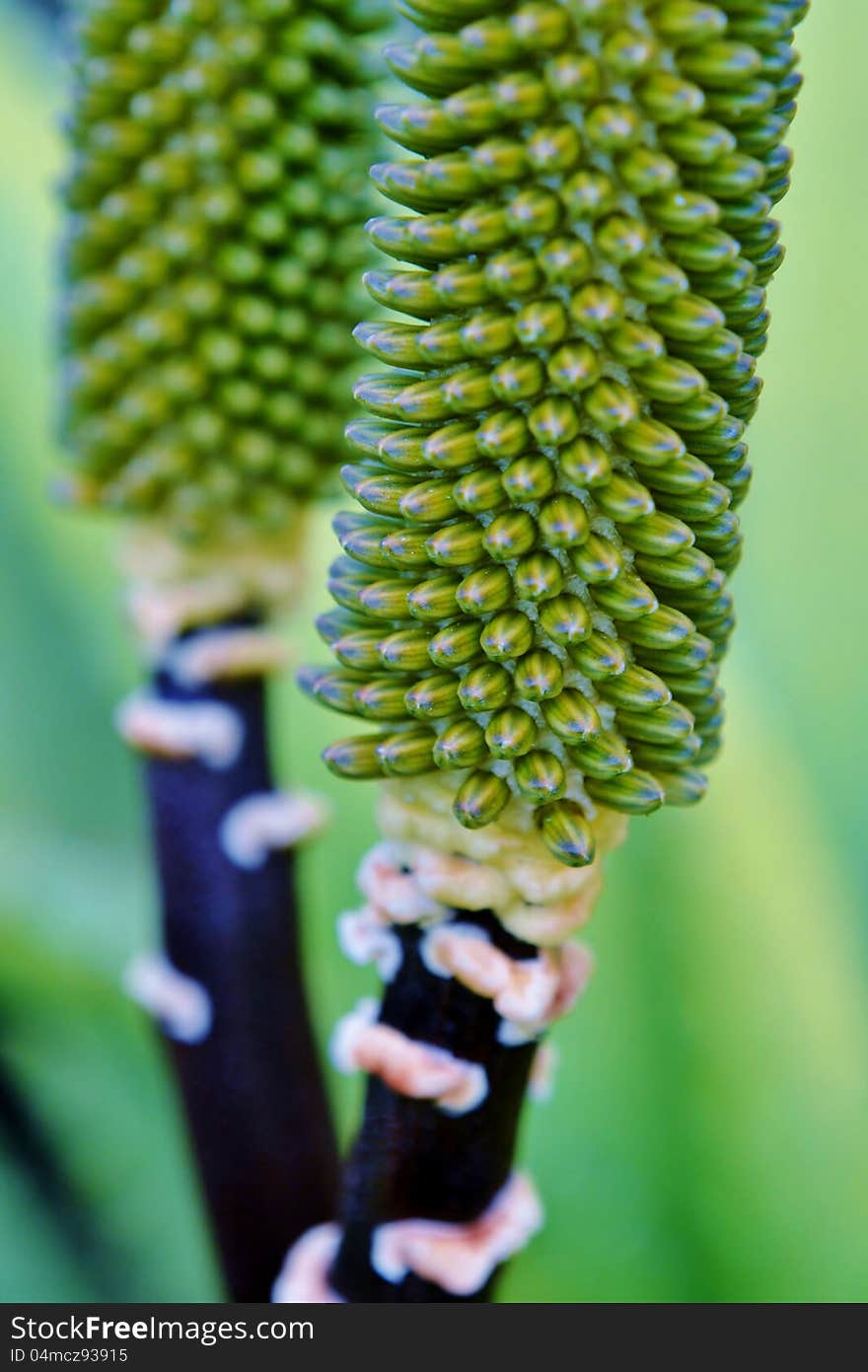 Aloe vera flower buds