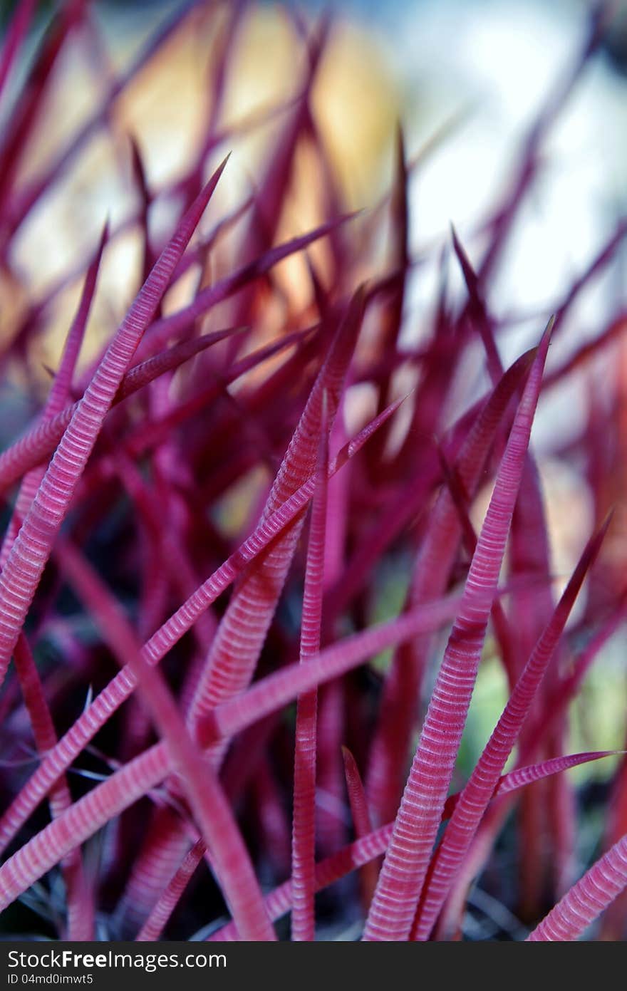 Close up of red cactus spines in sunlight