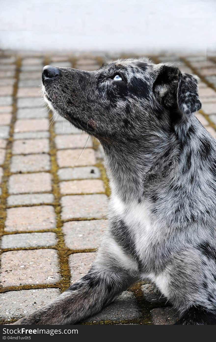 Australian shepherd and labrador crossbreed dog