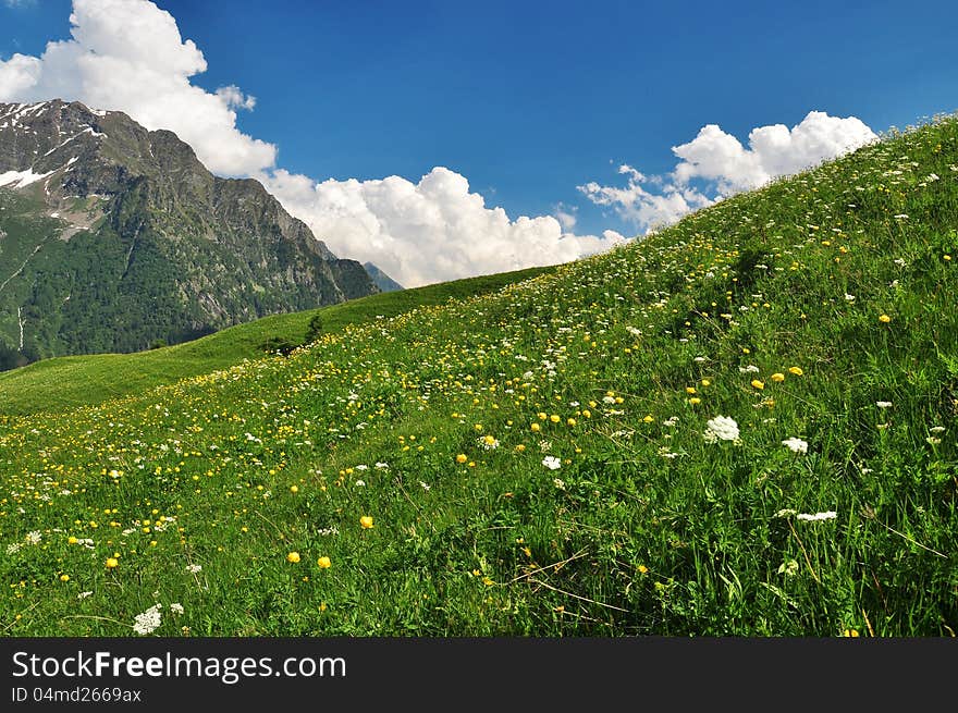 Alpine meadow and flowers, Aosta Valley, Italy