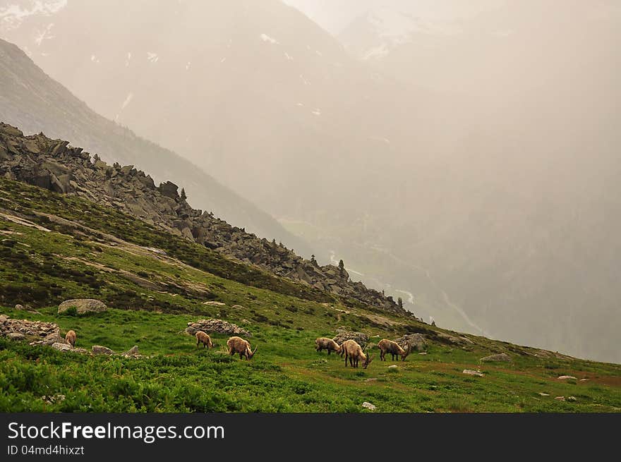 Rain storm in the Italian Alps. Grazing ibex